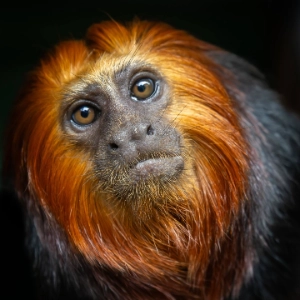 deuilimmo profile picture