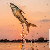 tgrsa profile picture