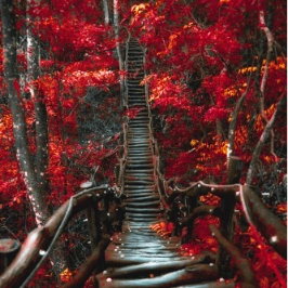 comananderson profile picture