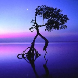 justsensiblehealth profile picture