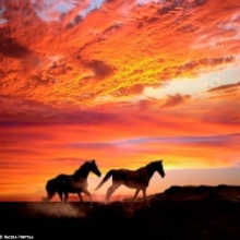 networthprotection profile picture